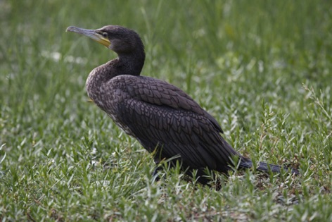 Cormorano